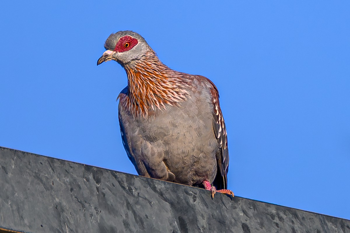 Голуб цяткований - ML643438641