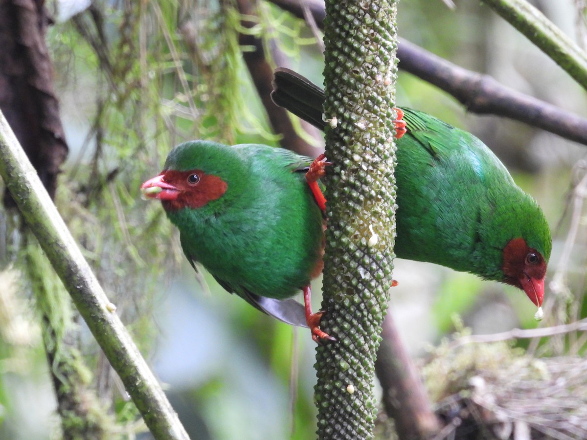 Grass-green Tanager - ML643438642