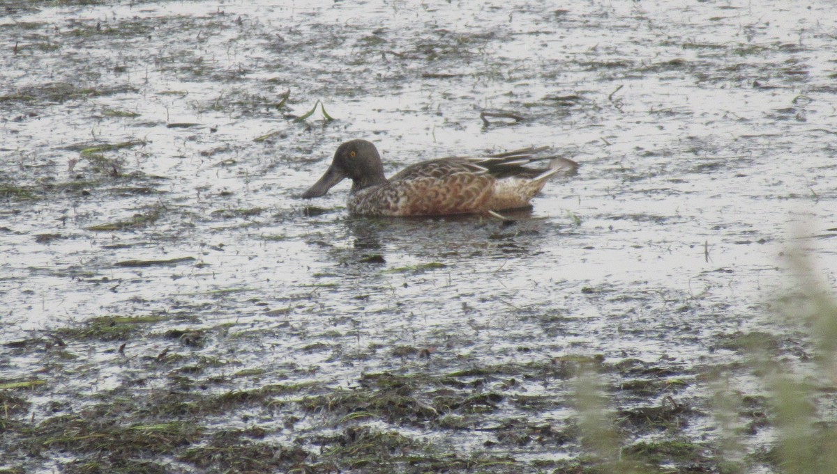 Canard souchet - ML643438648