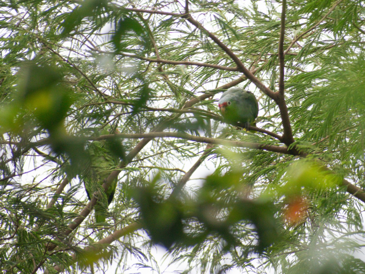 Red-lored Amazon - ML643438653