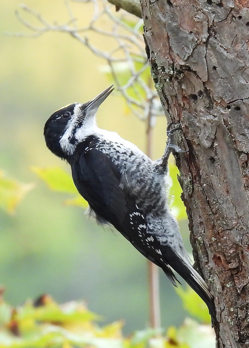 Black-backed Woodpecker - ML643438656