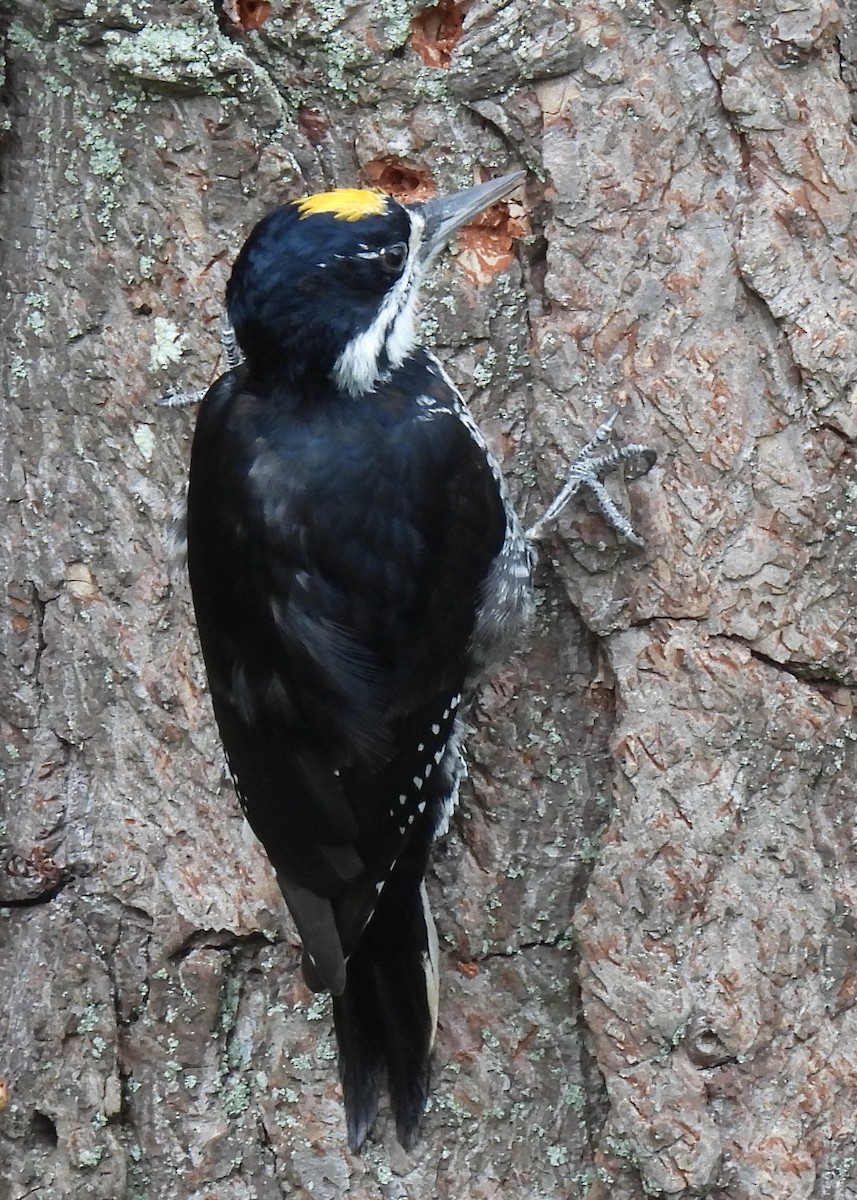 Black-backed Woodpecker - ML643438657