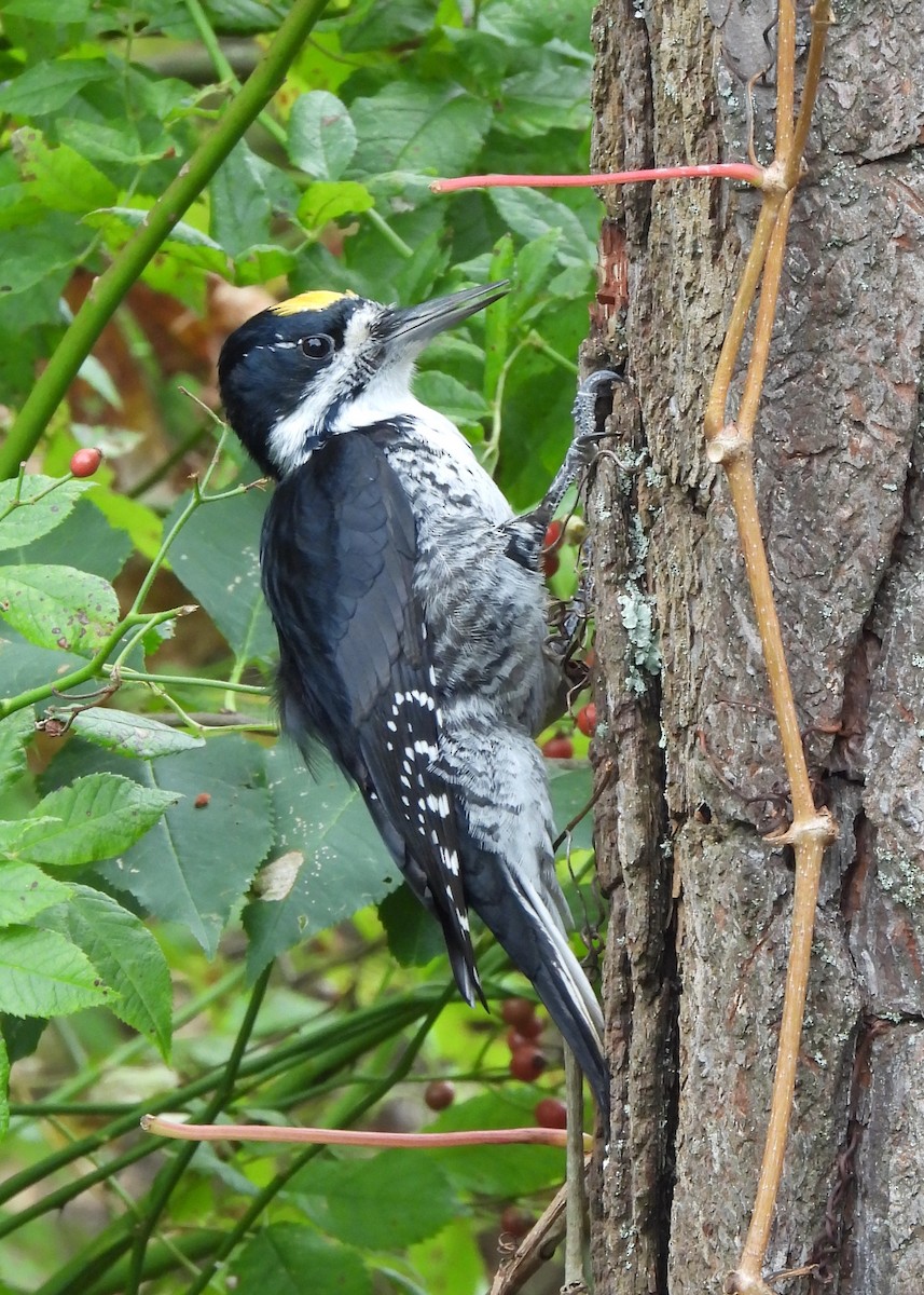 Black-backed Woodpecker - ML643438658