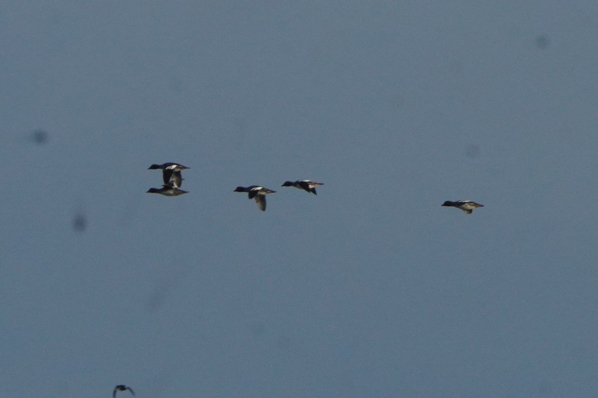 Common Goldeneye - ML643438661