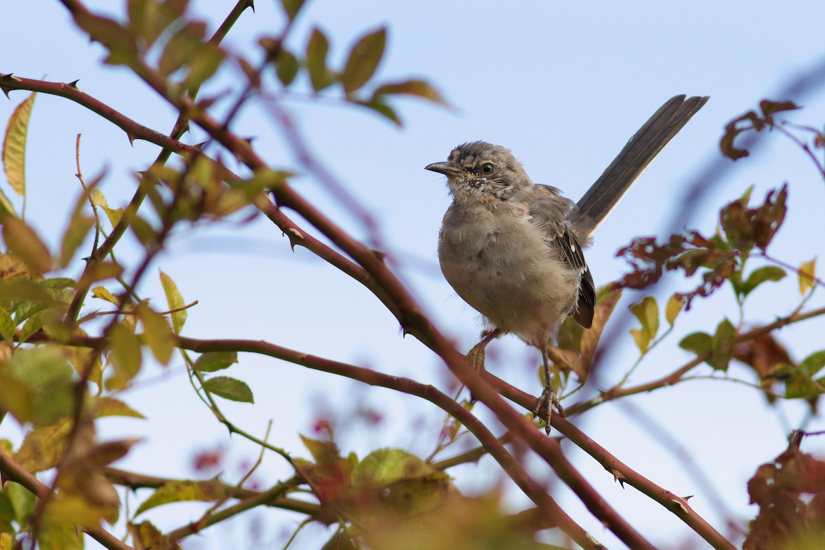 Northern Mockingbird - ML643438675