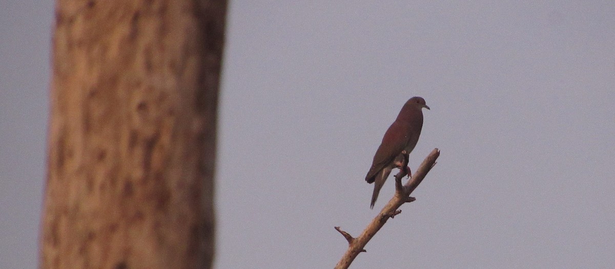 Pale-vented Pigeon - ML643438681
