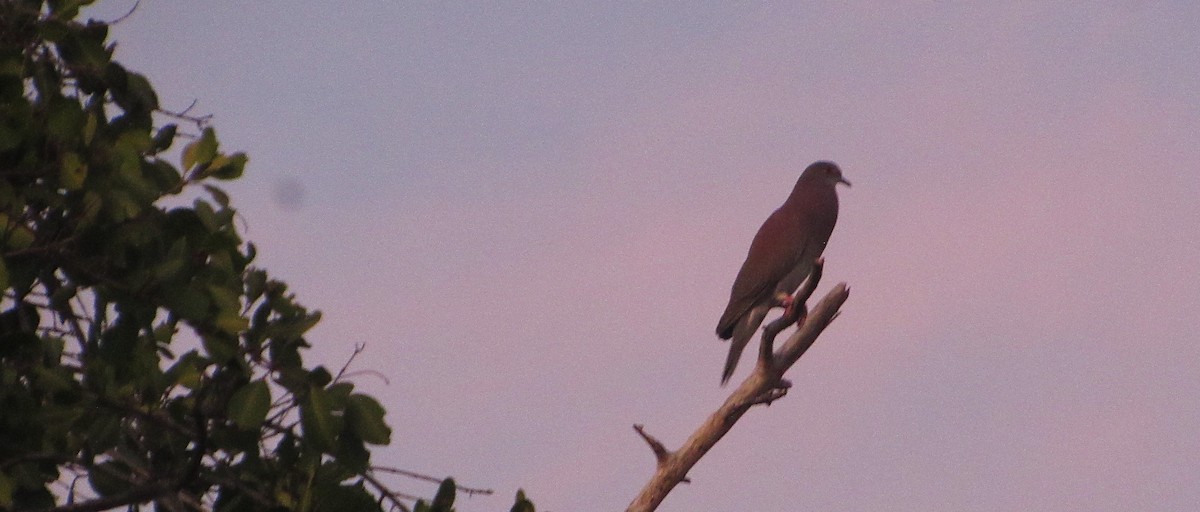 Pale-vented Pigeon - ML643438687