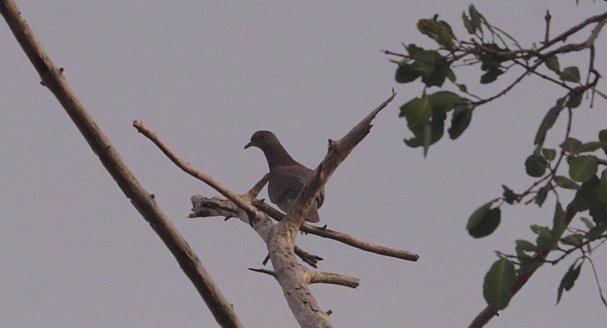 Pale-vented Pigeon - ML643438688