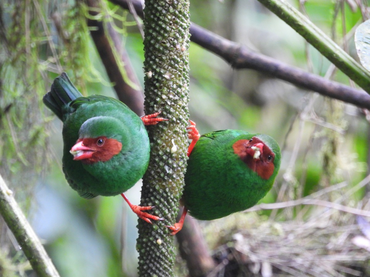 Grass-green Tanager - ML643438695