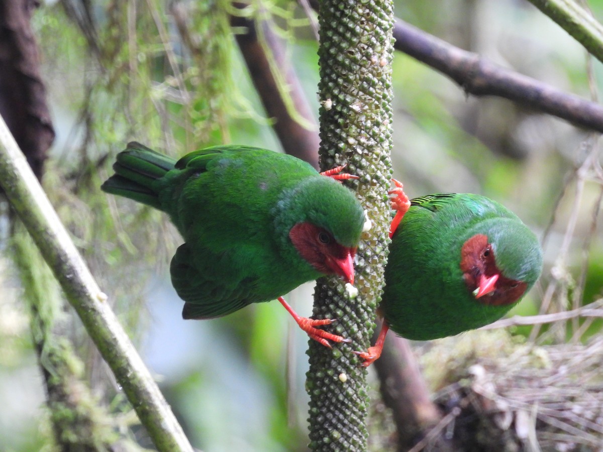 Grass-green Tanager - ML643438717