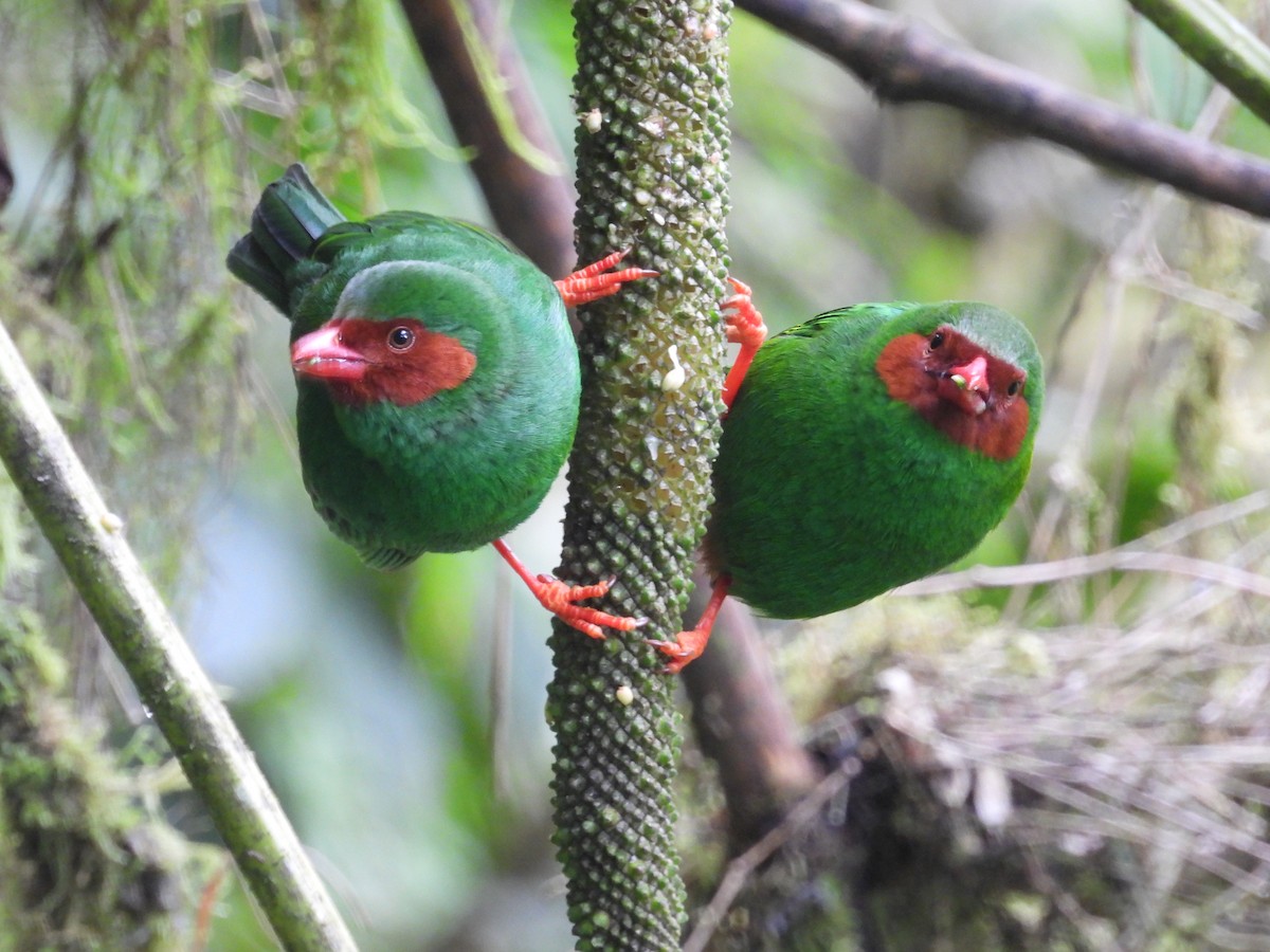 Grass-green Tanager - ML643438730