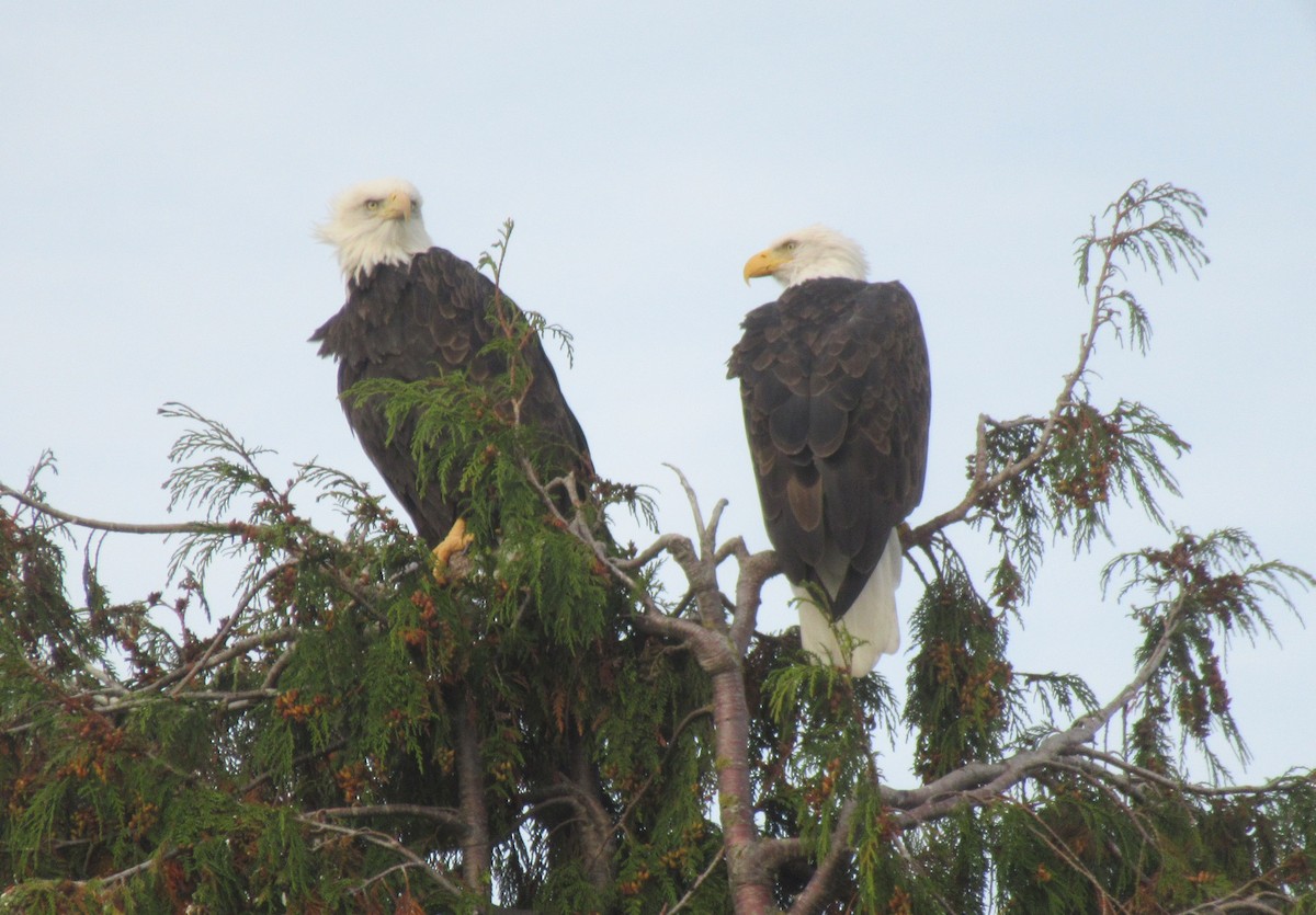 Bald Eagle - ML643438732