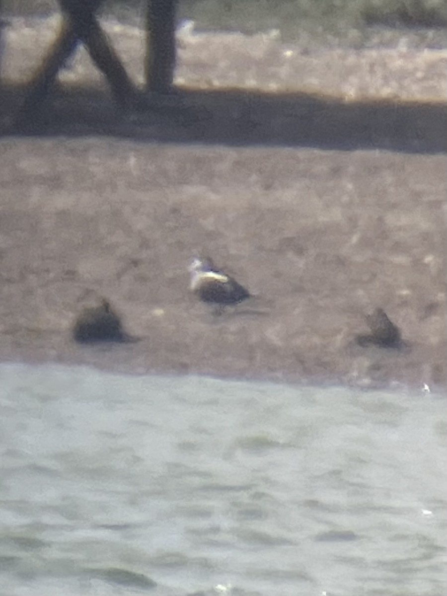 Harlequin Duck - ML643438737