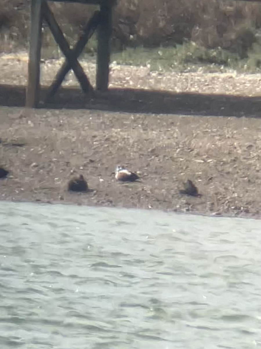 Harlequin Duck - ML643438738