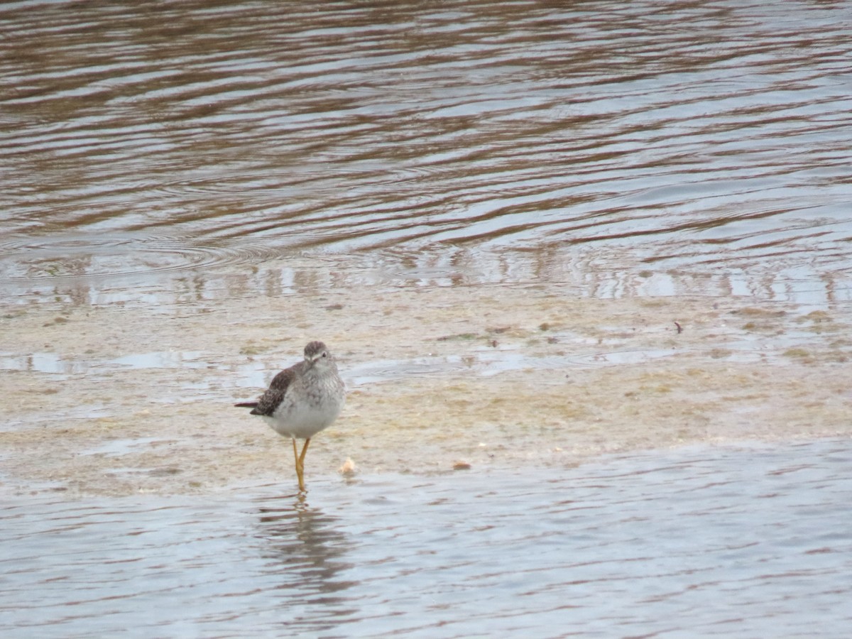 コキアシシギ - ML643438740