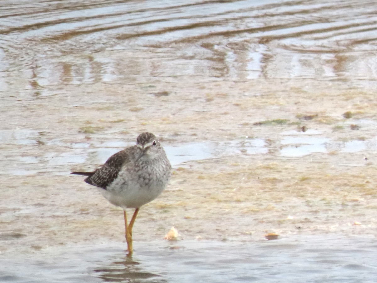 コキアシシギ - ML643438741