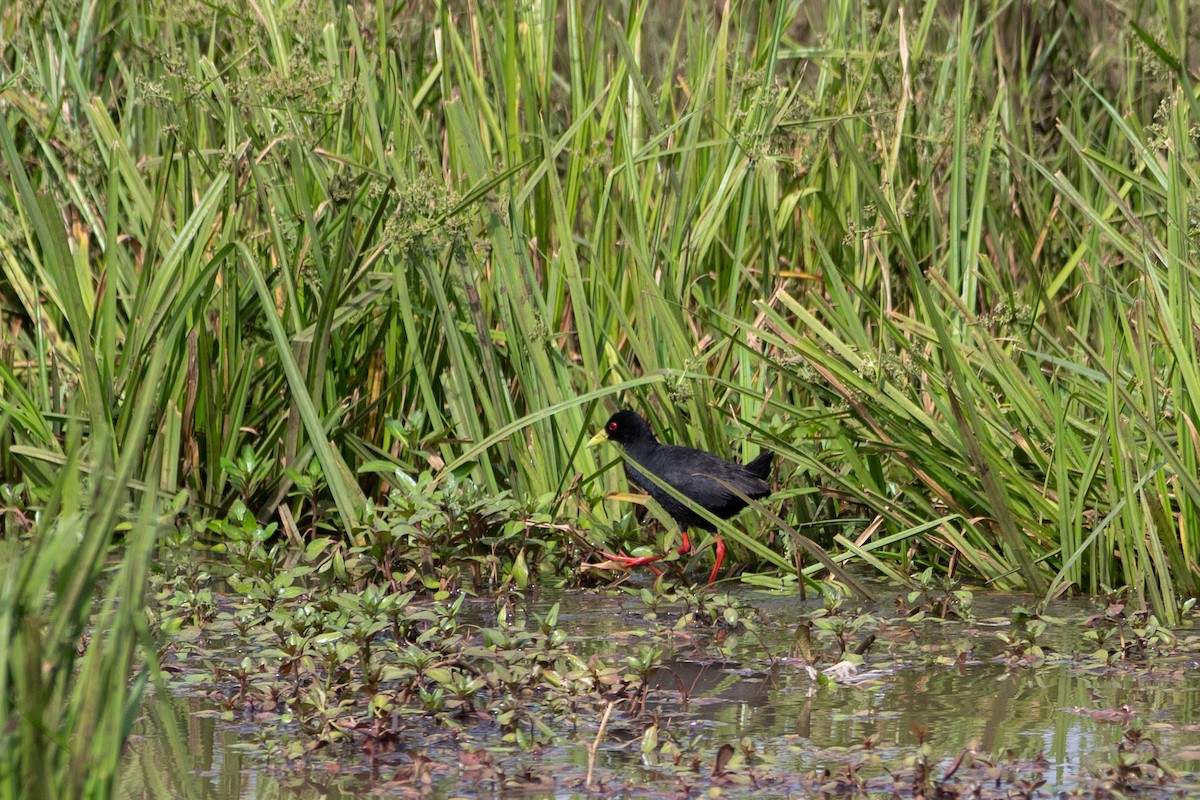 Black Crake - ML643438745