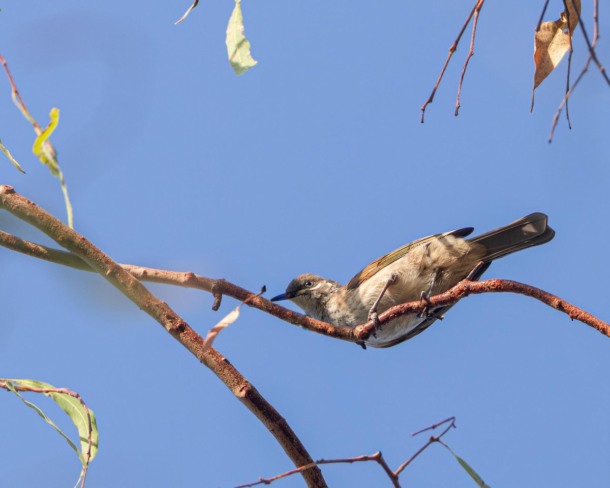 White-lined Honeyeater - ML643438747
