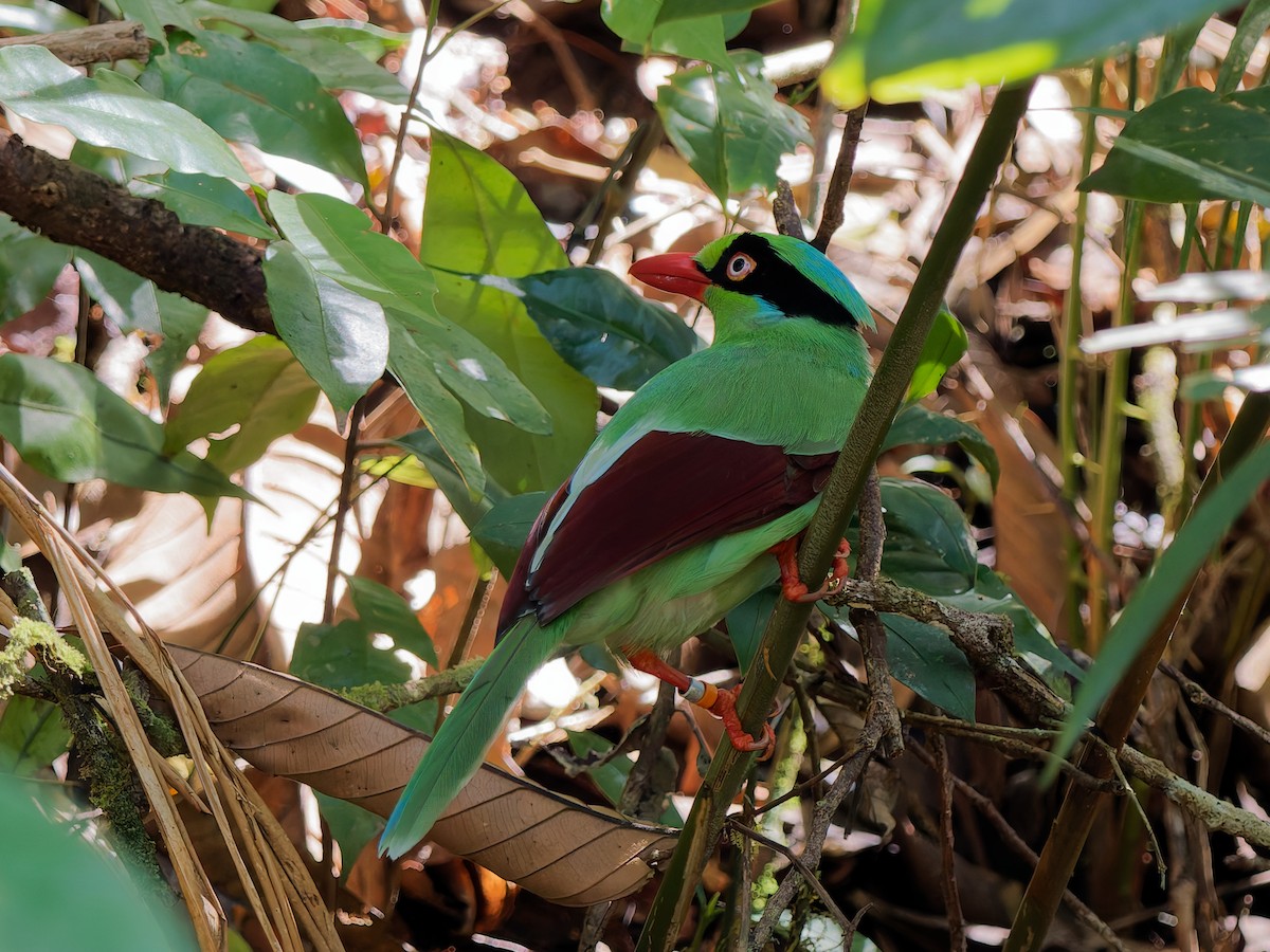 Bornean Green-Magpie - ML643438769