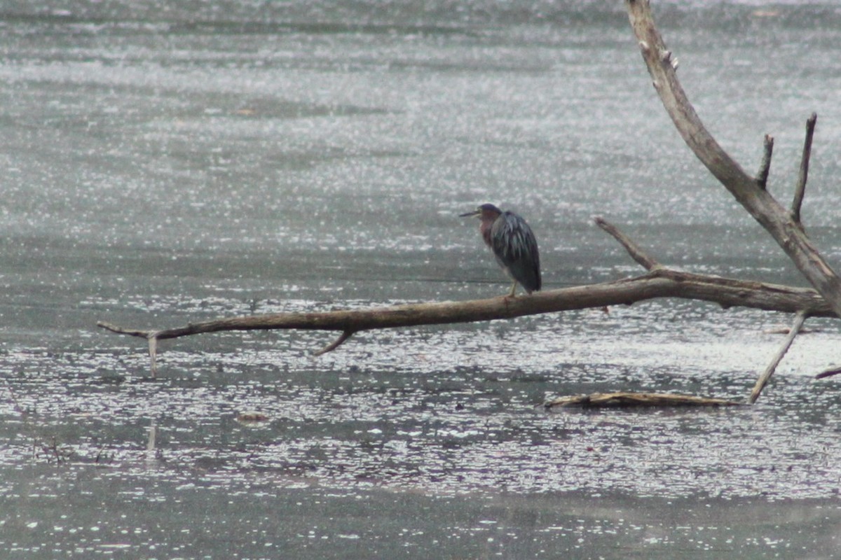 Green Heron - ML643438804