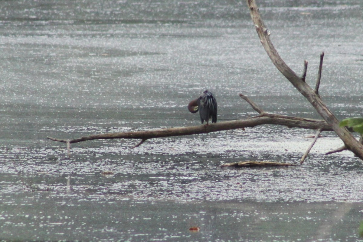 Green Heron - ML643438805