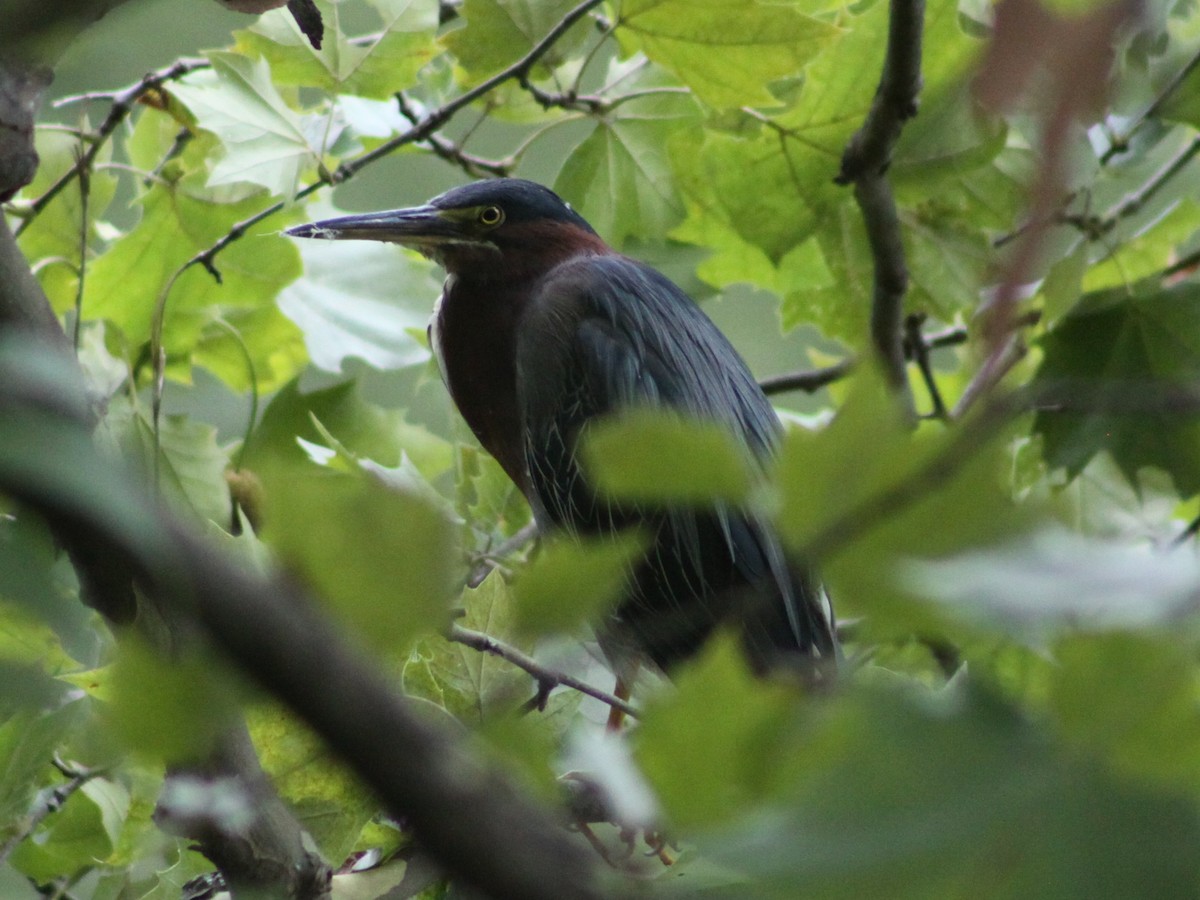 Green Heron - ML643438807