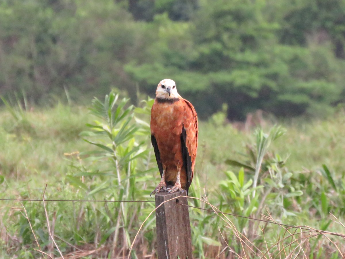 Black-collared Hawk - ML643438822