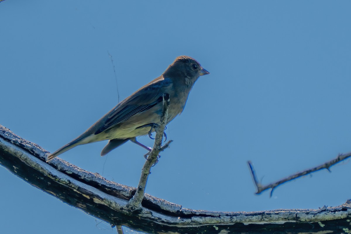 Passerin indigo - ML643438823