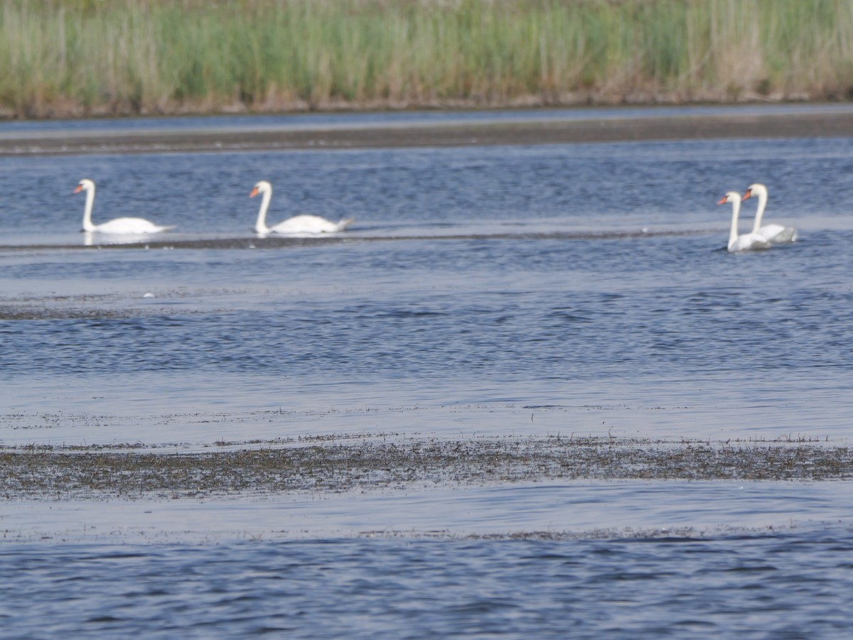 Mute Swan - ML643438824
