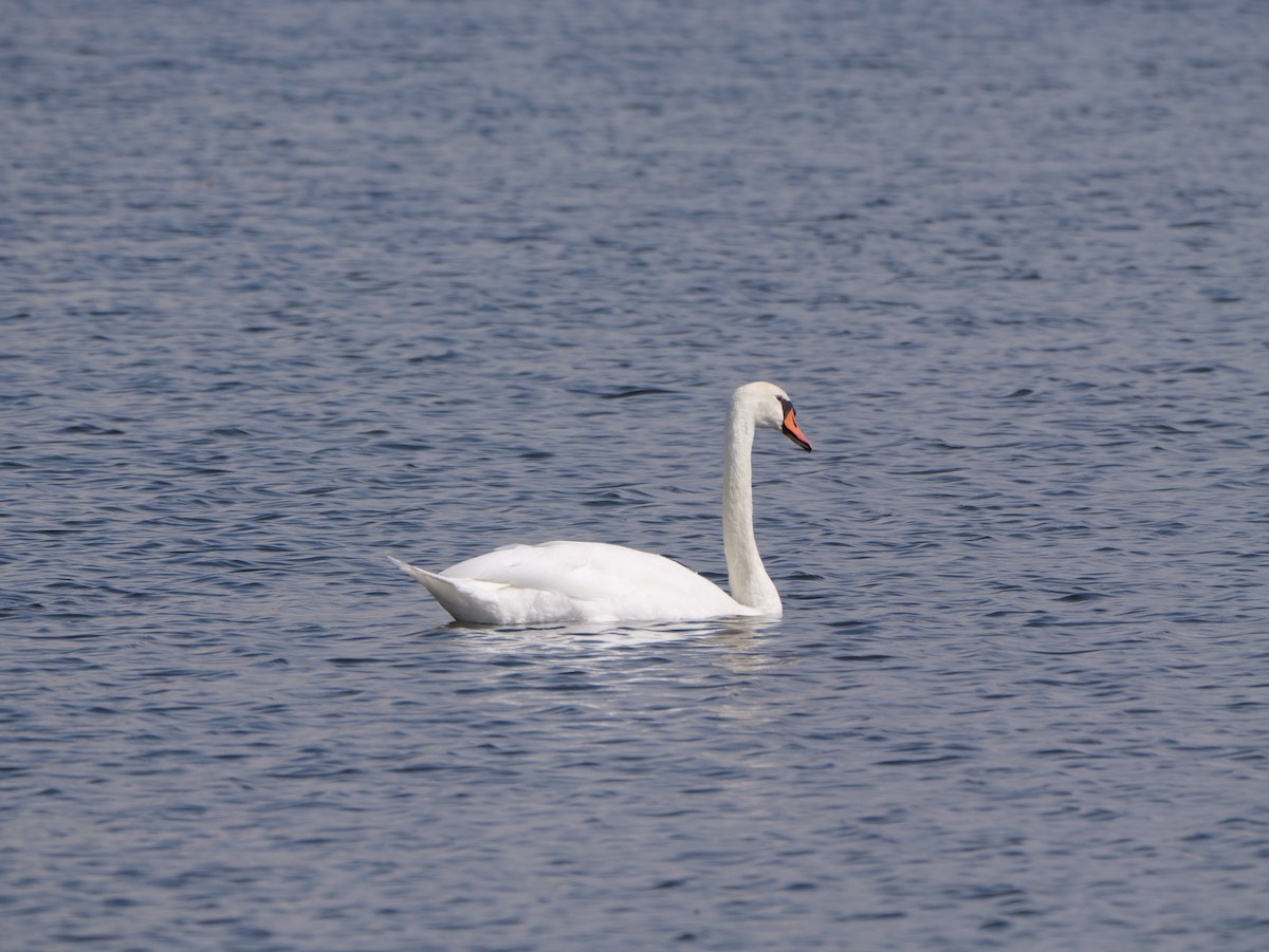 Mute Swan - ML643438826
