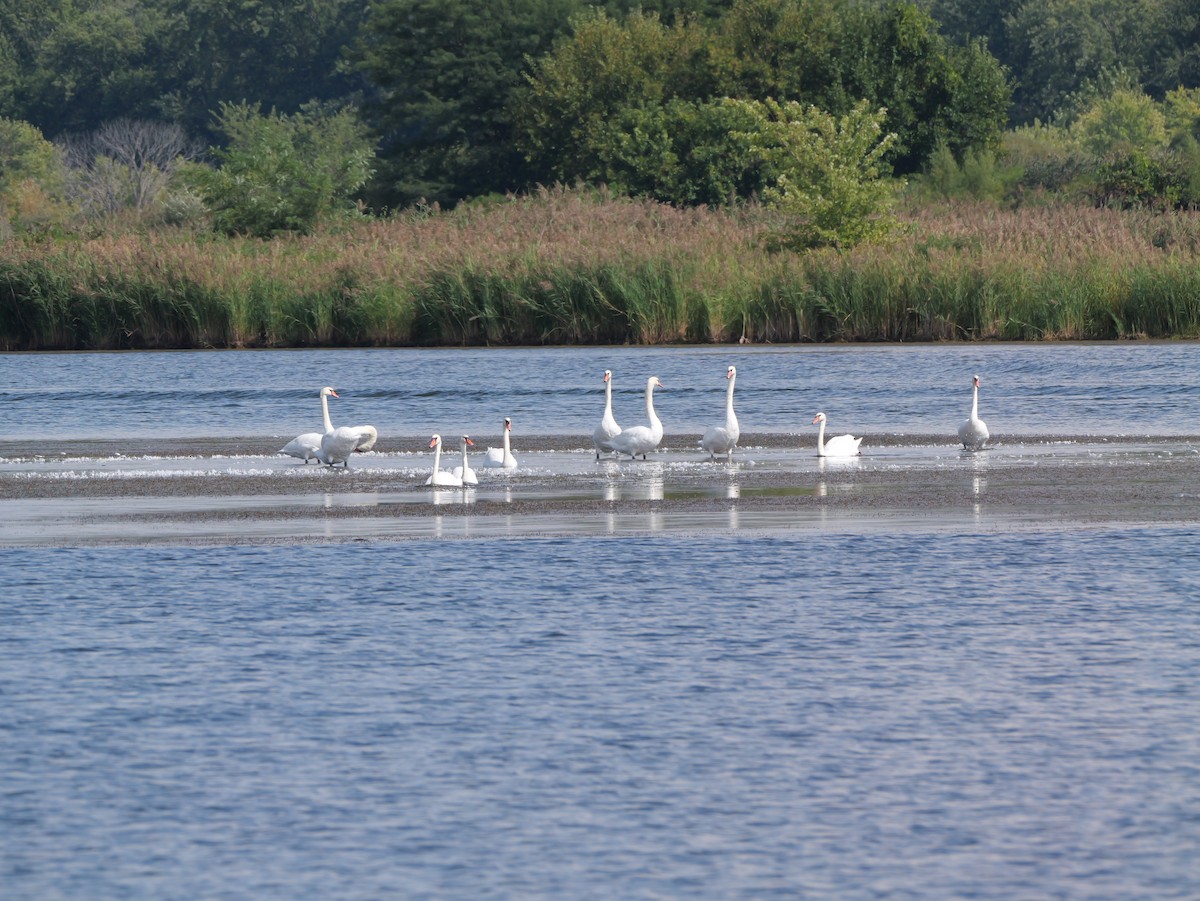 Mute Swan - ML643438828