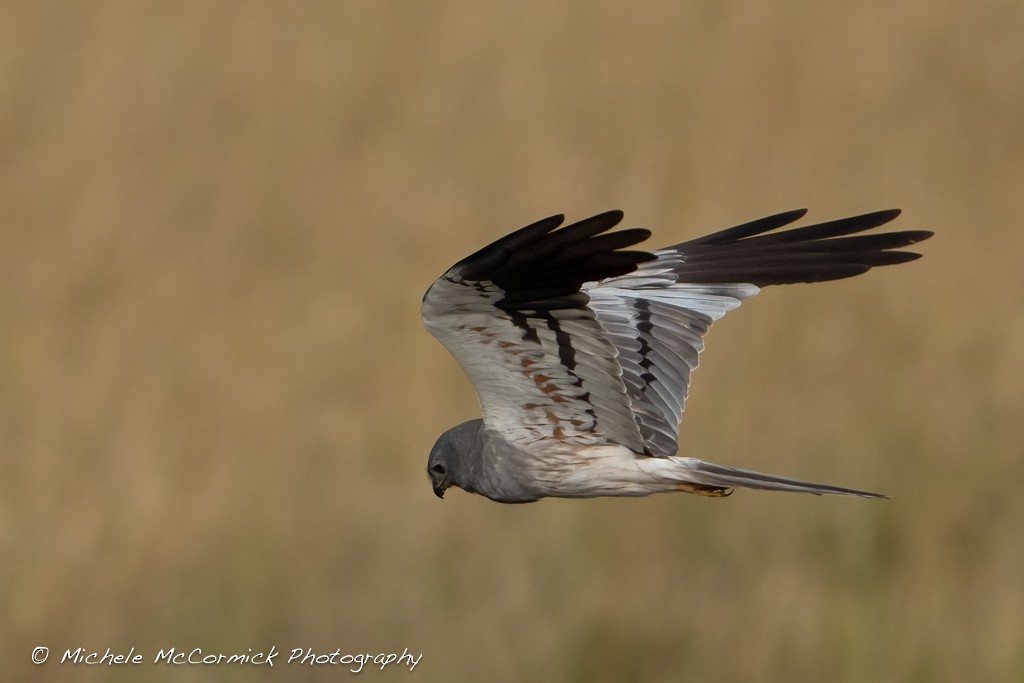 Montagu's Harrier - ML643438843