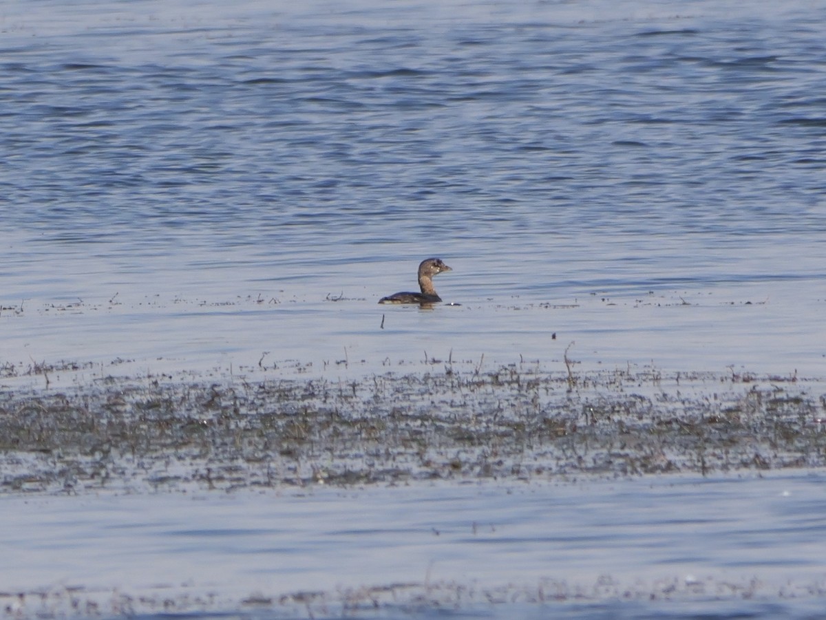 Pied-billed Grebe - ML643438848
