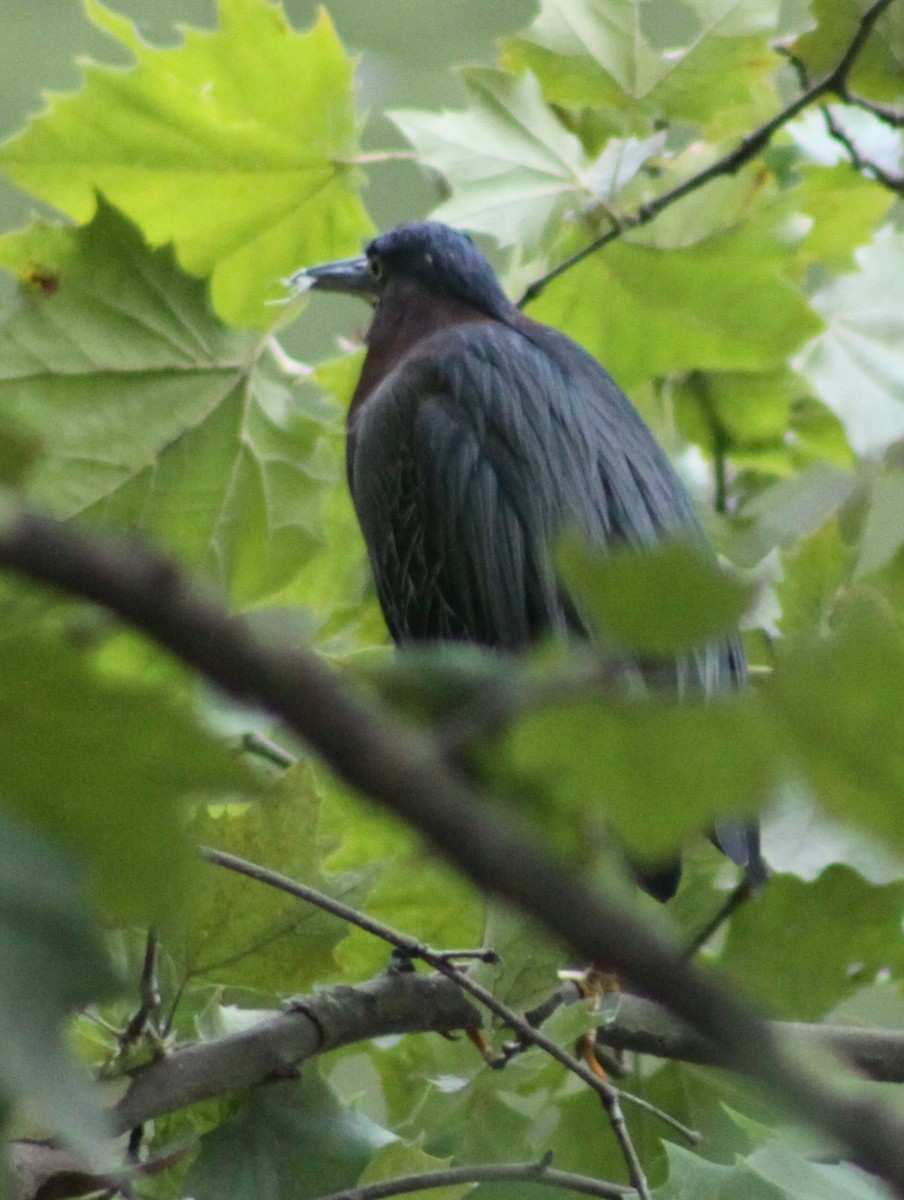 Green Heron - ML643438859