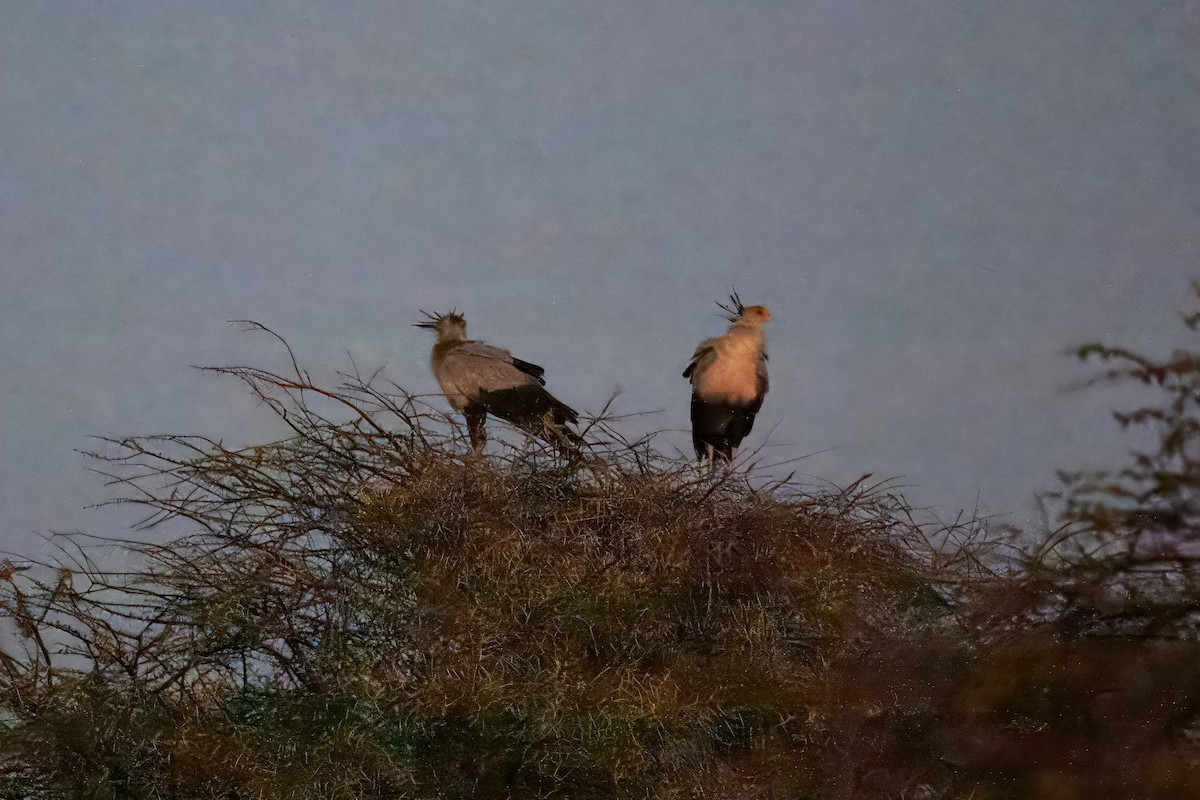 Secretarybird - ML643438866