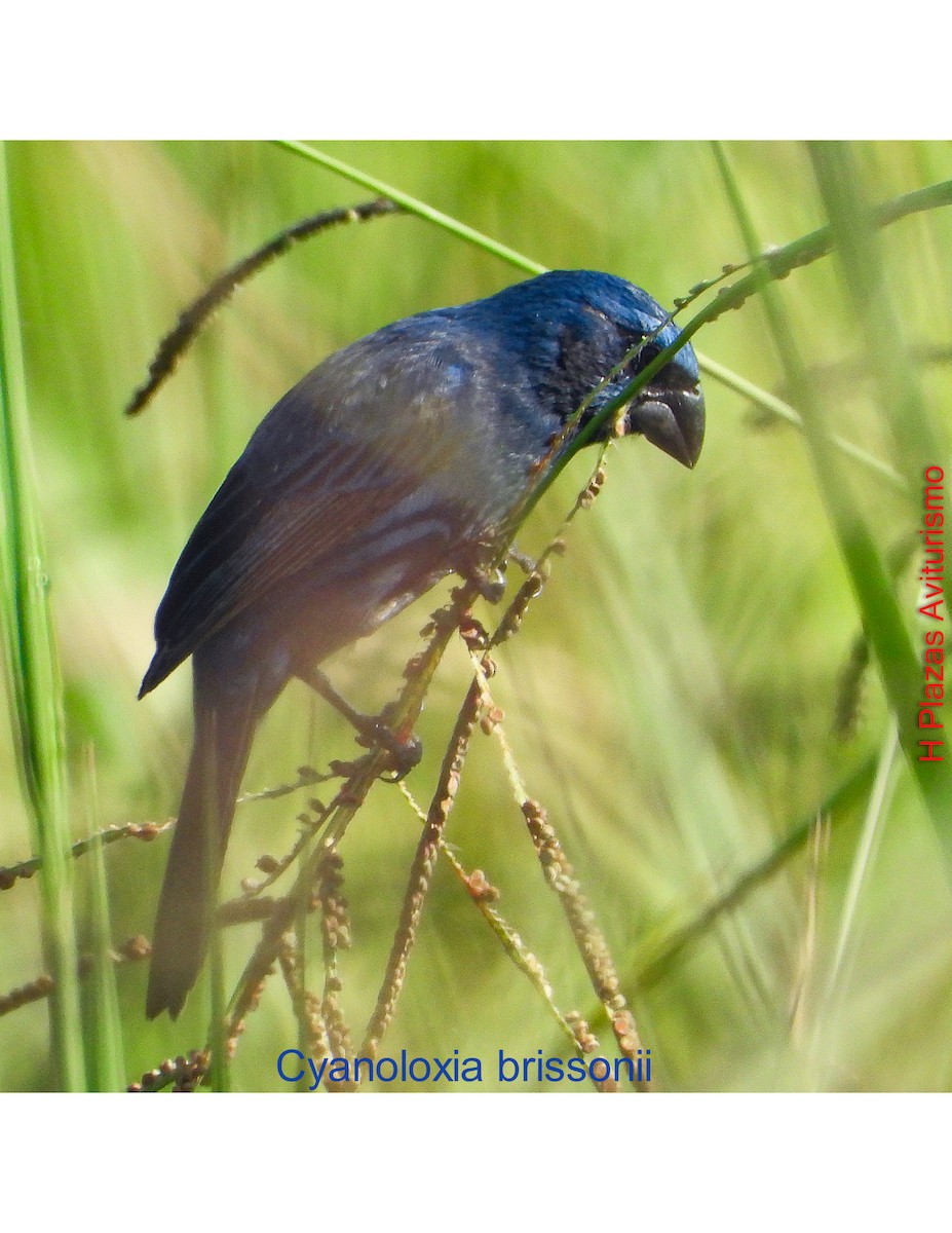 Ultramarine Grosbeak - ML643438870