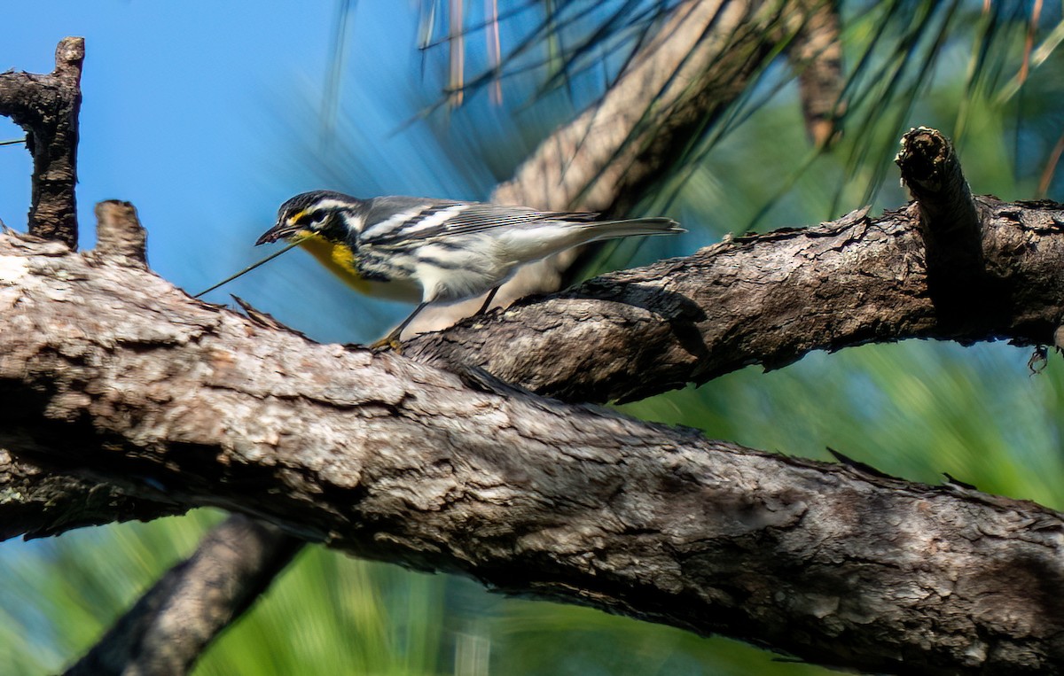 Goldkehl-Waldsänger - ML643438888