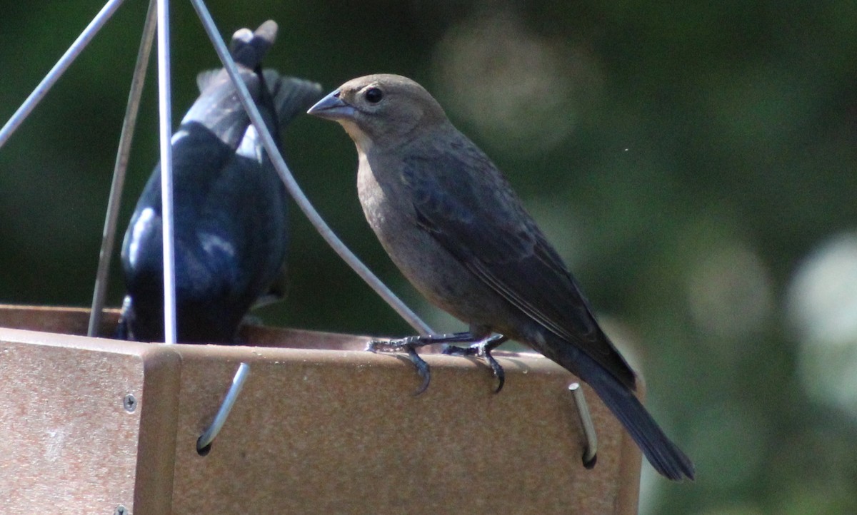 Brown-headed Cowbird - ML643438907