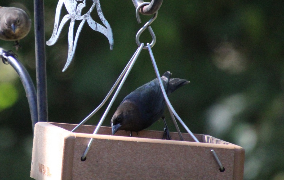 Brown-headed Cowbird - ML643438908