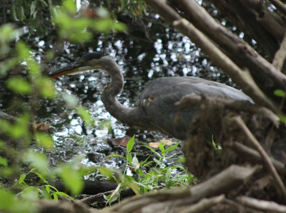 Great Blue Heron - ML643438909