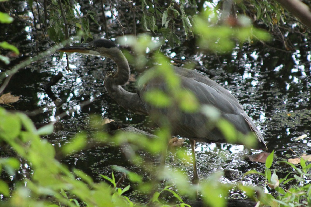 Great Blue Heron - ML643438910