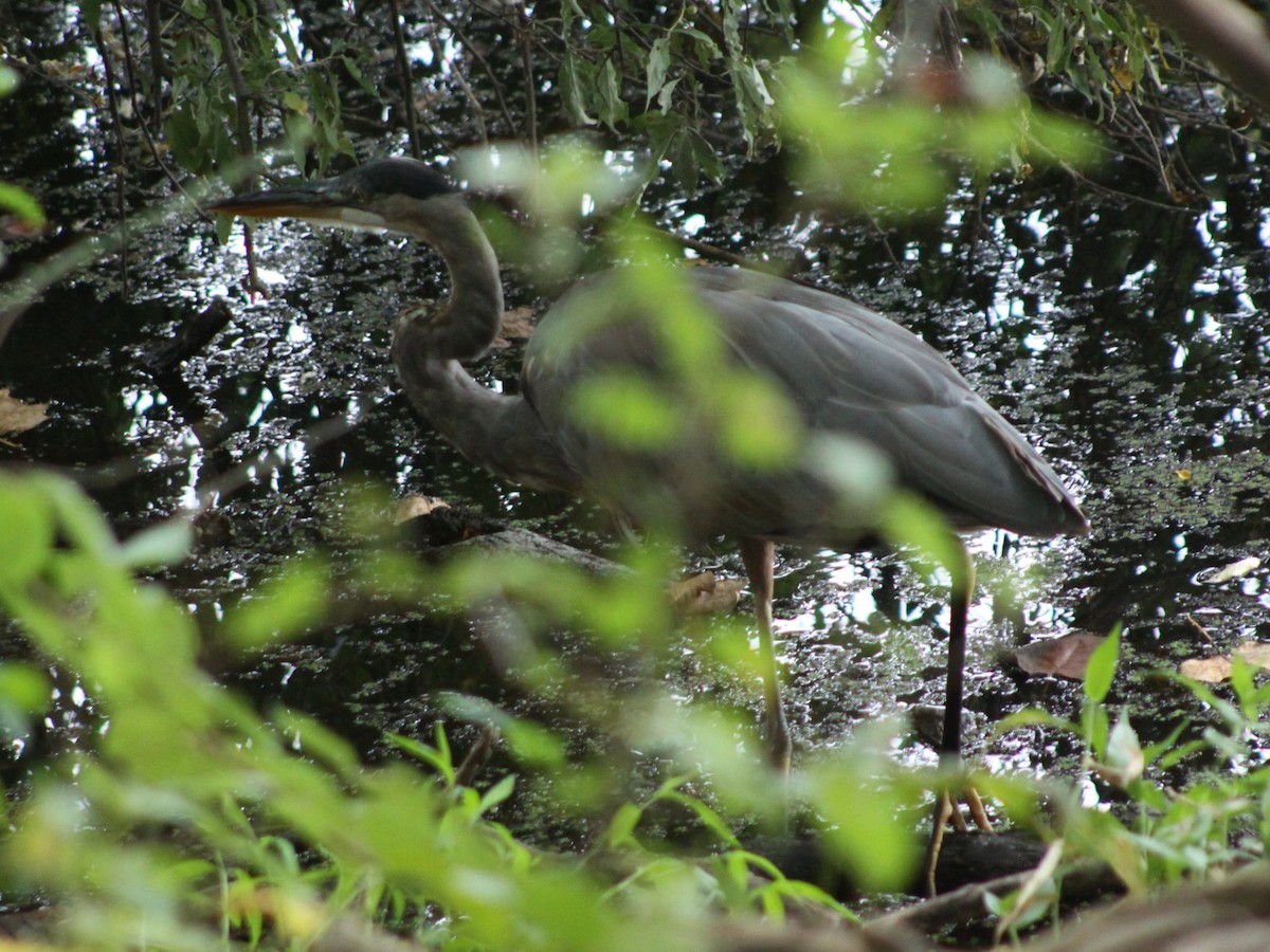 Great Blue Heron - ML643438911