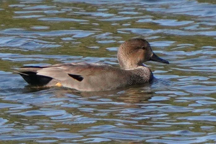 Gadwall - ML643438915