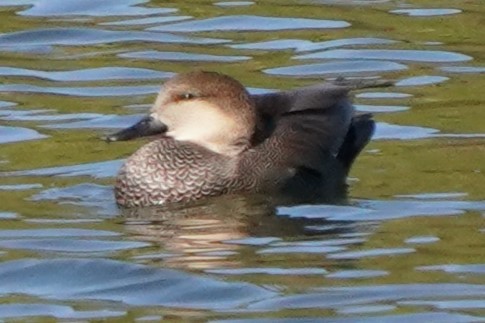 Gadwall - ML643438916