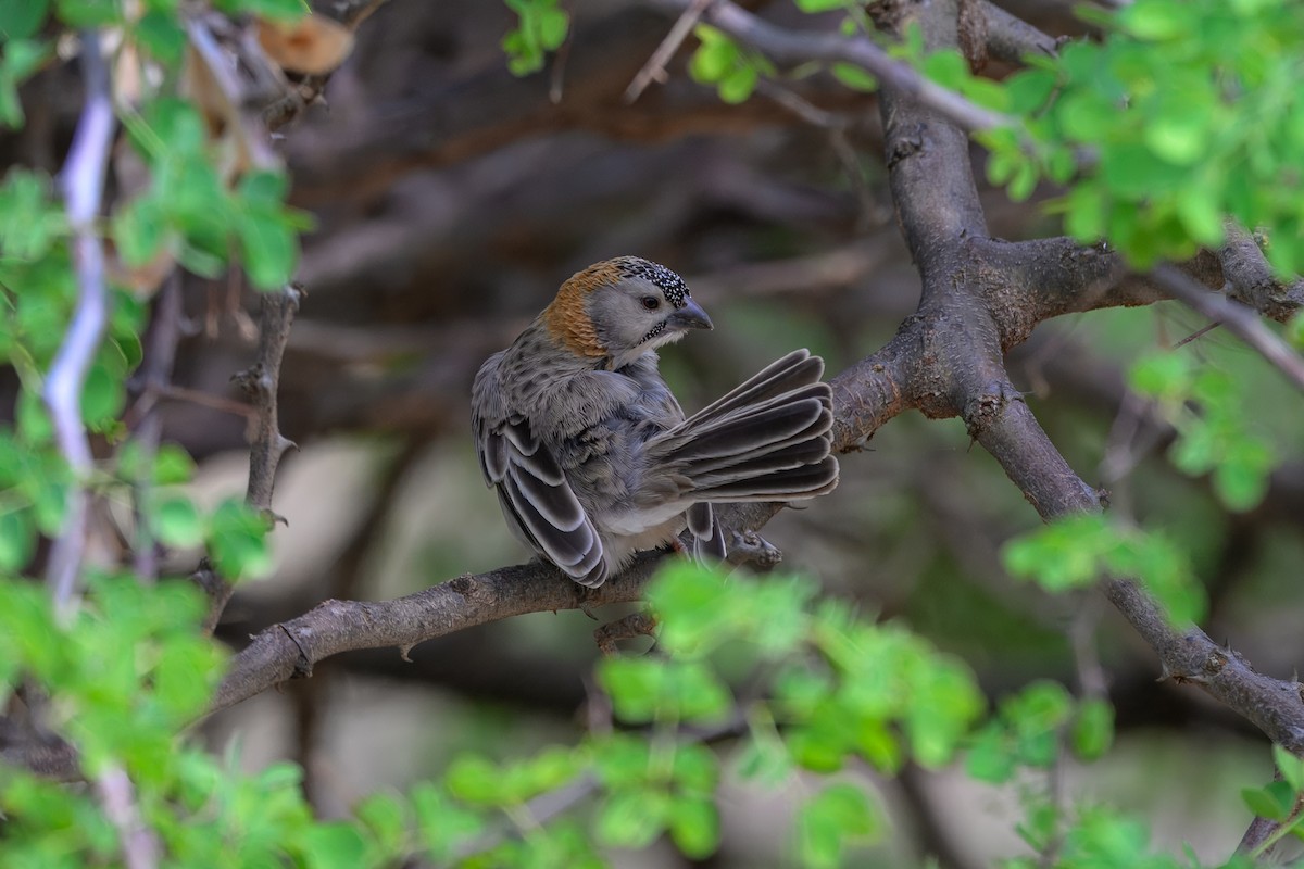 Speckle-fronted Weaver - ML643438920