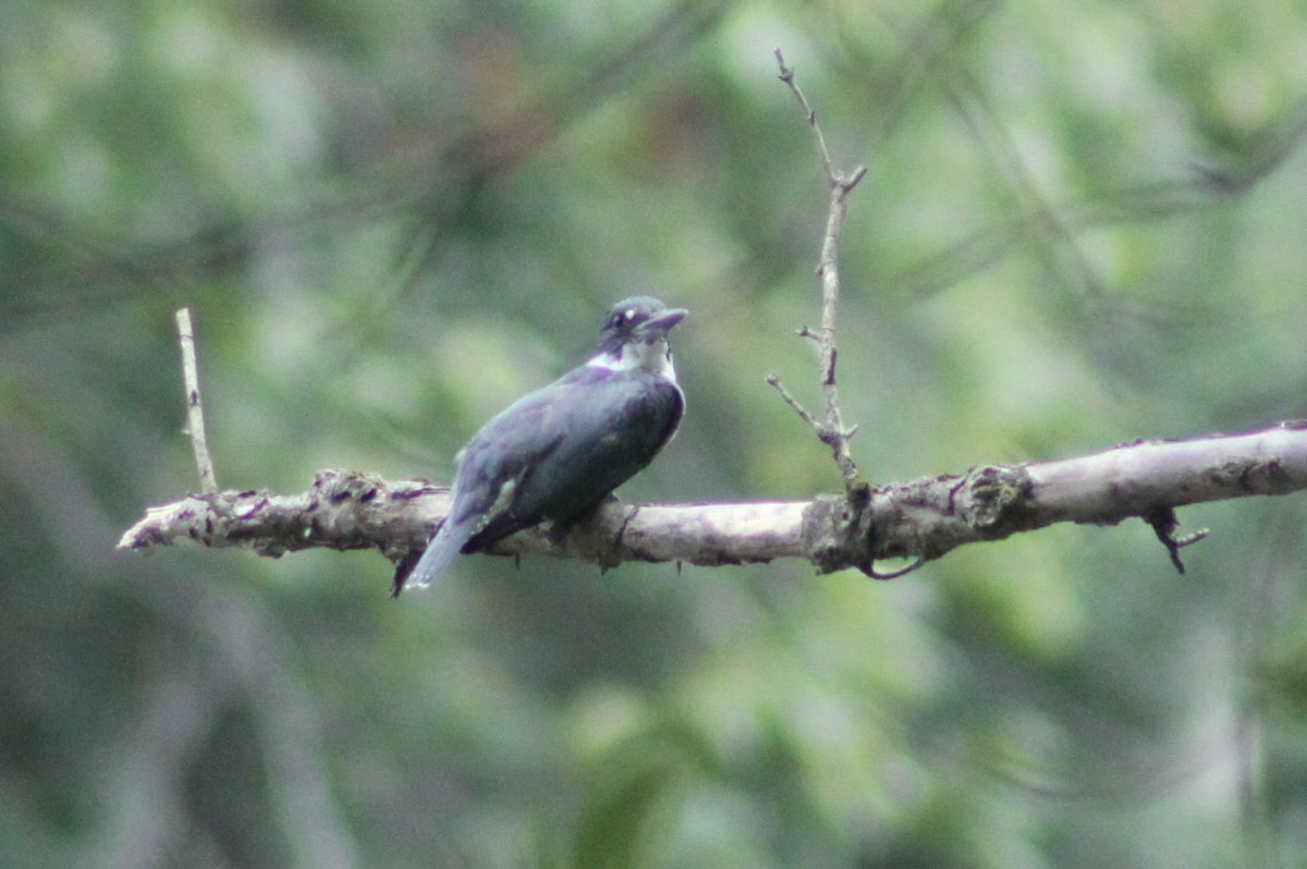 Belted Kingfisher - ML643438952