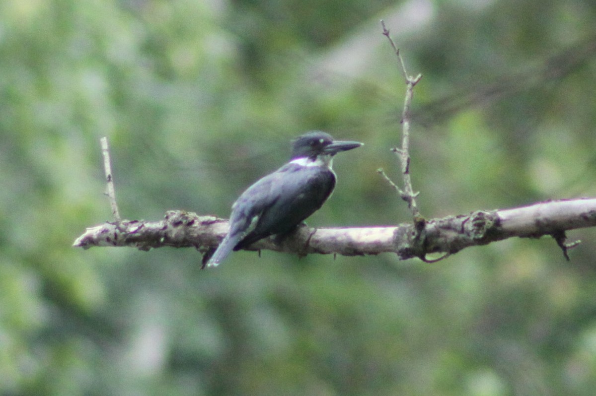 Belted Kingfisher - ML643438953