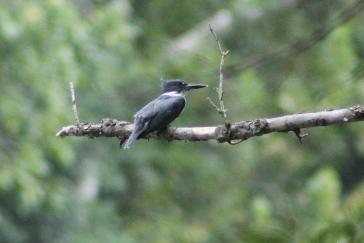 Belted Kingfisher - ML643438954