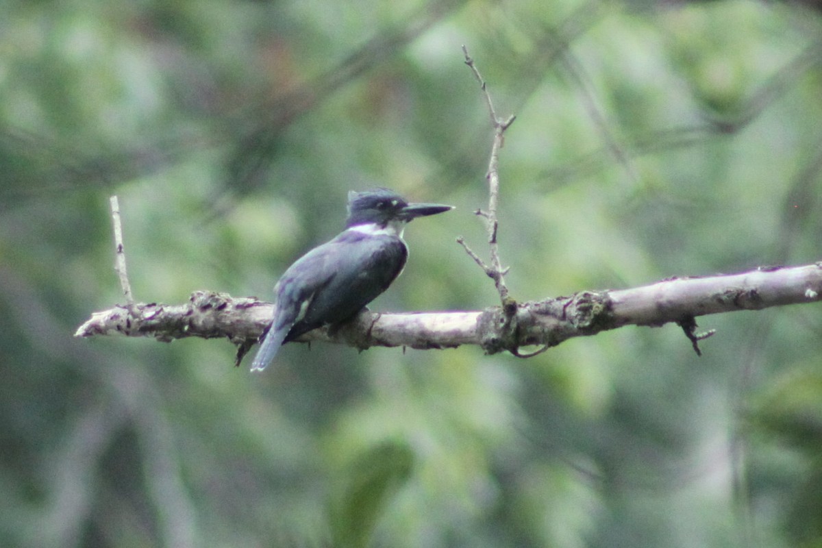 Belted Kingfisher - ML643438955
