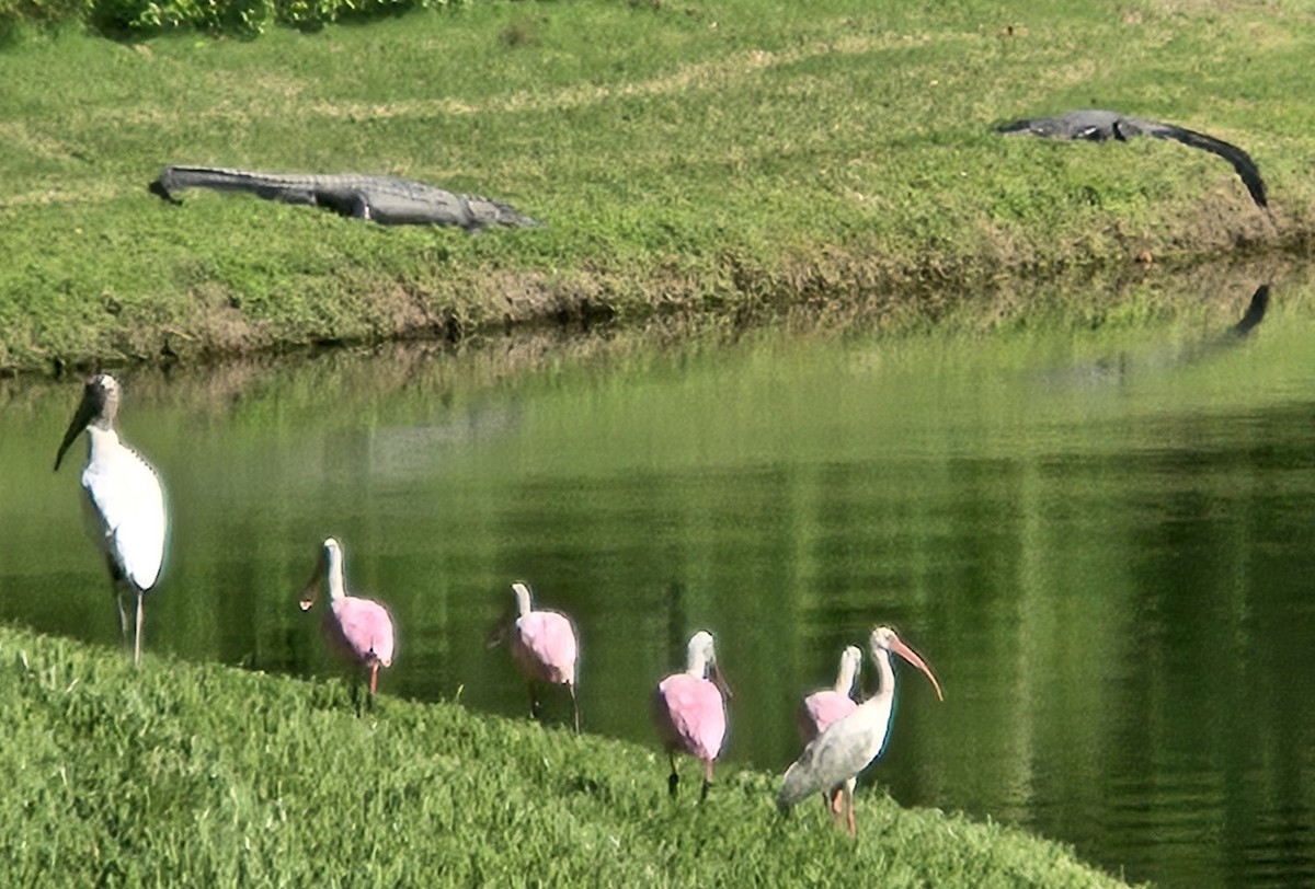 Roseate Spoonbill - ML643438958